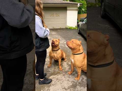 Xl Bully Smacks XL bully #xlbully #shorts #cutedog