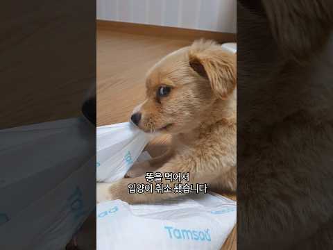 똥 먹어서 입양이 취소된 강아지