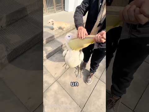 The pelican who loves to eat his colleagues. #shorts #animals