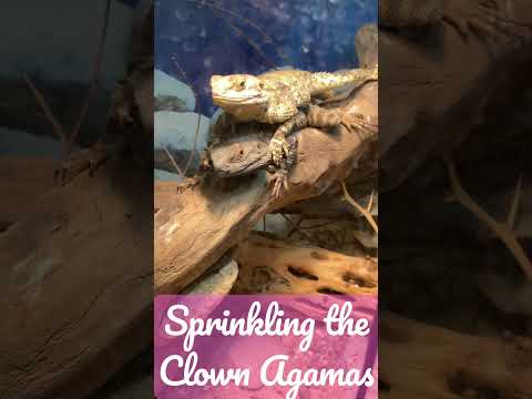 Female Clown Agama gets piggy back ride while bein 