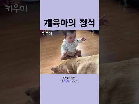 개육아의 정석