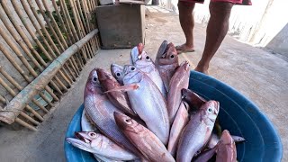 Naka pang hihinayang Ang prisyo sa isdang ito 
