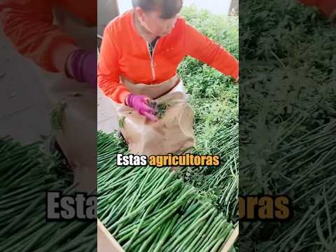 Esta agricultora ha descubierto una técnica brillante para transformar tallos de rosas en tesoros