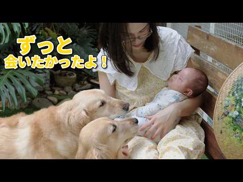 大好きな赤ちゃんに会えると分かった瞬間、全力で走ってくるゴールデンレトリバーたちが可愛すぎた！