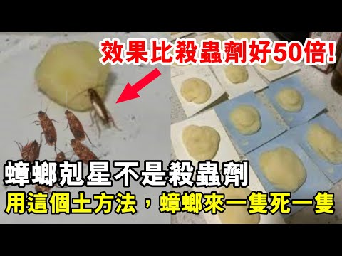 蟑螂剋星不是殺蟲劑，只需用這個土方法，蟑螂來一隻死一隻，效果比殺蟲劑好50倍