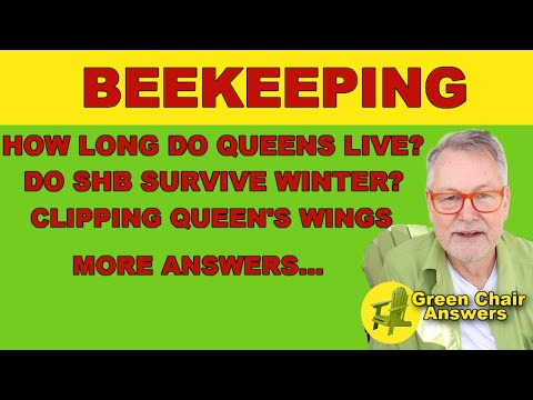 Beekeeping Green Chair Answer Day! Lot's of Queen Questions