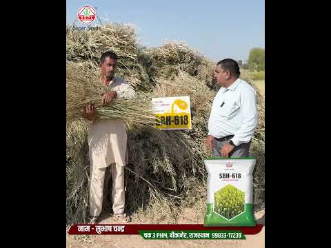 Super Seeds 618 हाइब्रिड सरसों बीज!