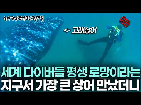 버스만 한 상어가 내 바로 앞에서 지나간다면? | 지구상 가장 큰 물고기를 눈앞에서 마주친 다이버의 실제 반응 | 세계테마기행 | #세테깅