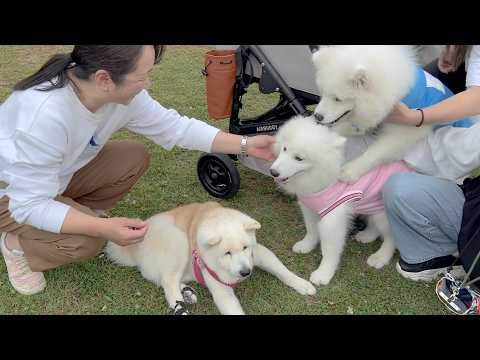 サモエド子犬お披露目会にて、平然と溶け込み、子犬界のボスと勘違いされる柴犬。