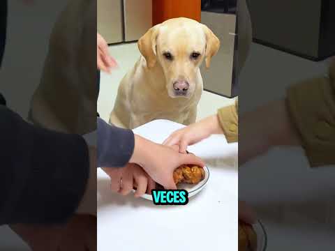 🐕 Este Perro Se Cansó De Que Lo Engañen Con Su Comida E Hizo Esta Maravillosa Jugada😎
