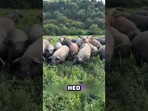 Bí Quyết Nuôi Heo Ít Bệnh, Lợi Nhuận Cực Cao #shorts