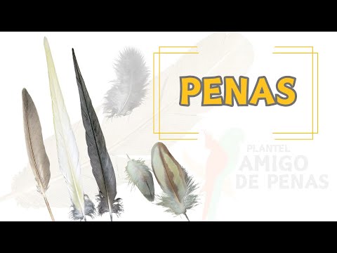 OS NOMES E FUNÇÕES DAS PENAS DAS CALOPSITAS! #pena #calopsita #amigodepenas