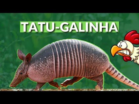 POR QUE ELE TEM ESSE NOME? COMO NASCEM SEUS FILHOTES? O QUE GOSTAM DE COMER? VEJA TUDO SOBRE O TATU!