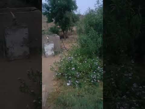 17 baras ka bhuda!