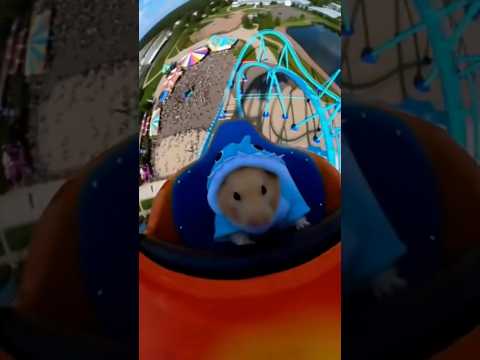 遊園地のジェットコースターに乗ったハムスターが恐怖で大絶叫