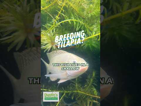 Breeding Tilapia? I think we have a breeding pair of Tilapia here in the Greenhouse. They are probably some of the old