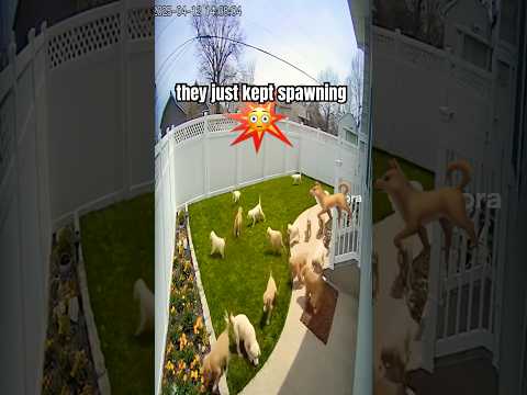 POV: Too Many Puppies Detected 🐶💥