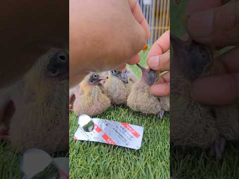 pigeon baby care #short #kobutor #pigeon