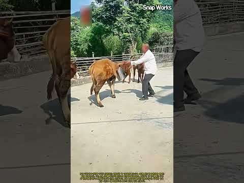 머리에 양철통이 낀 채 방황하는 송아지의 긴급 구조 공정 #worker #process #livestock #farmer #rural