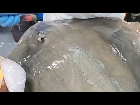 yant is live(Lapah kulit ikan pari)