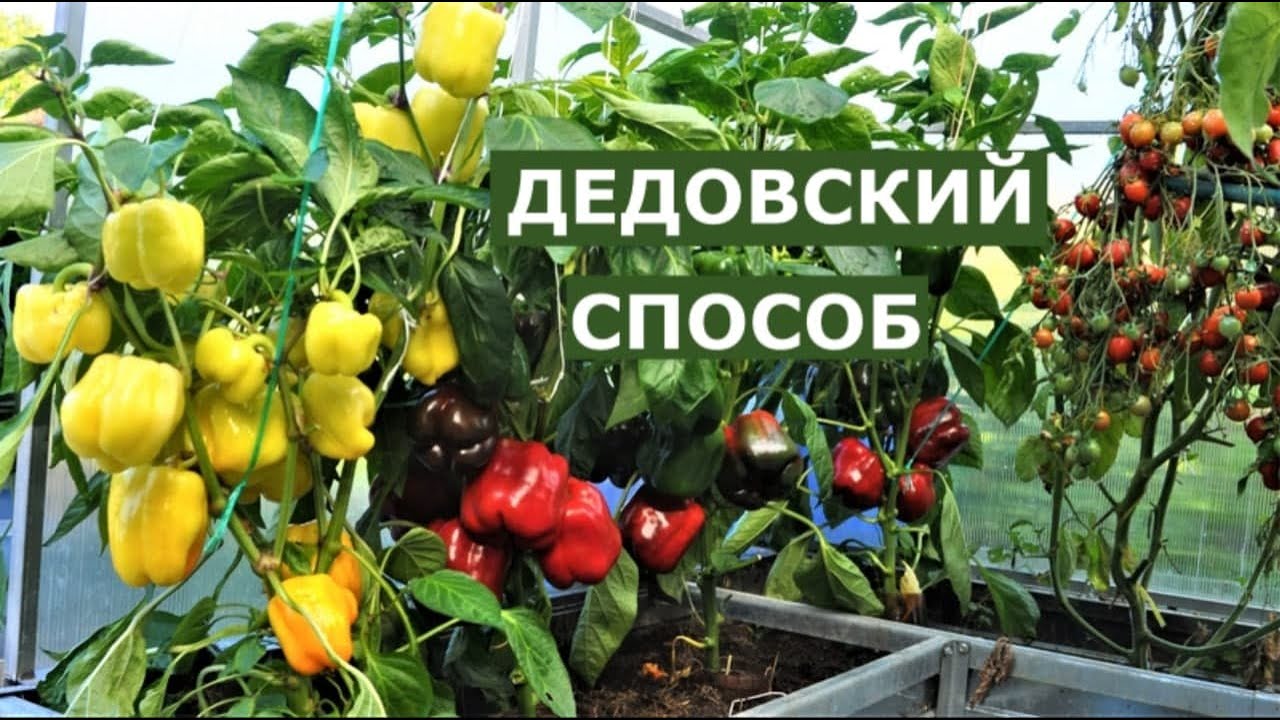 Секрет хорошего урожая или дедовский метод