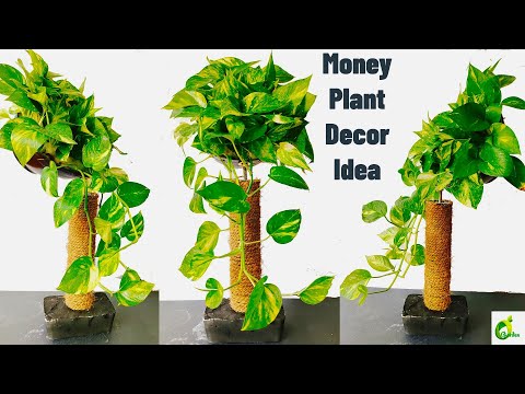 Create Your Own Stylish Money Plant/Table Top Decor/Money Plant Tree/Money Plant Idea/ORGANIC GARDEN