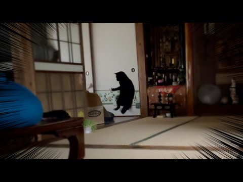 猫草の食べ方がカンフーハッスル　A cat that eats cat grass like in Kung Fu Hustle