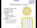Exploring DNA, RNA, and Protein Synthesis Concepts