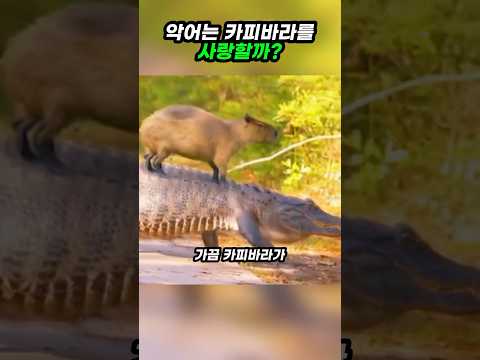 악어는 카피바라를 사랑할까?