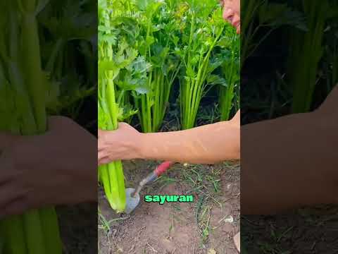 Cara Orang Cina Memanen Sayuran 🥬