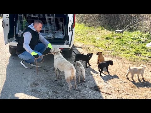 Abandoned mother dog keeps her puppies safe in the middle of nowhere