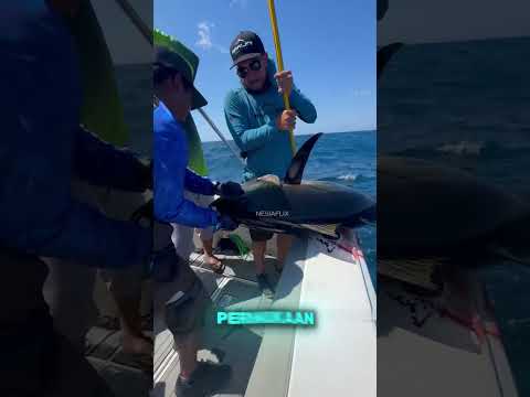 BEGINI RASA IKAN INDOSIAR