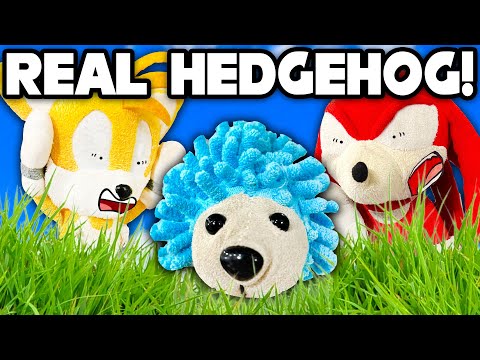 Sonic the REAL Hedgehog! - Sonic and Friends