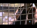 DNA Changes and Evolutionary Insights