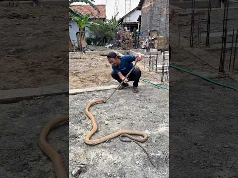 Cemong Kaget! Lagi Nonton King Cobra makan, Malah Ada Sanca 5 Meter di Atas ikut nonton juga! #snake