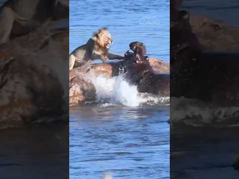 The WILDEST Animal Showdown Lion vs Hippos