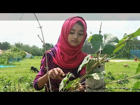 তারার অনেক খিদা লাগছে! | Village life with Shampa