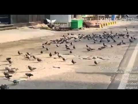 thousands of birds fed in telangana