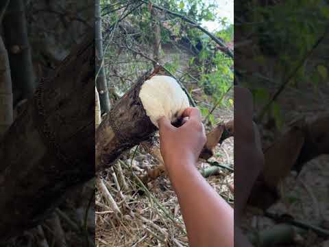 Nangkap hewan putih masuk dalam bambu #trending #nature #hewanbesar #shorts