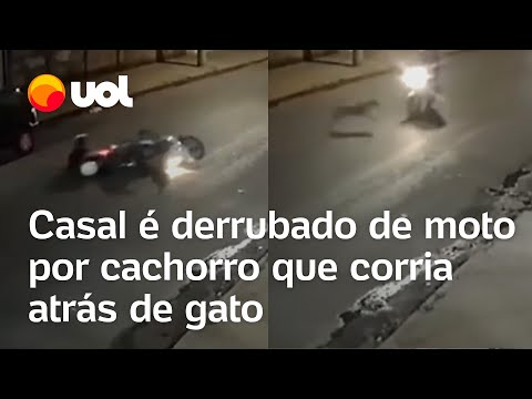 Casal de moto é 'atropelado' por cachorro que perseguia gato no meio da rua em MG; veja vídeo