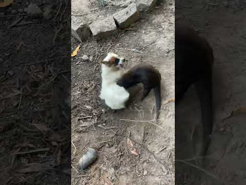 Merdog Kios Fights With Otter Maro