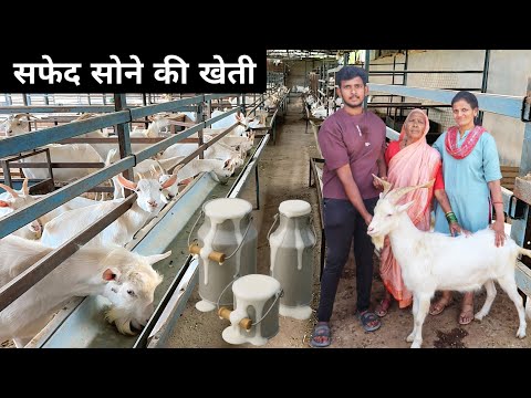 दादी, मां और बेटा मिलकर चलते हैं इतना बड़ा Goat Milk Farm | Milk Goat Farming