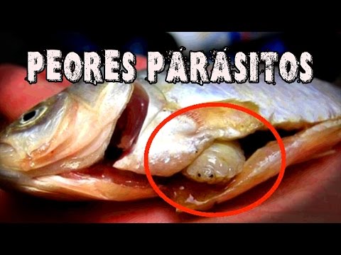 Los 5 Peores Parasitos de la Naturaleza