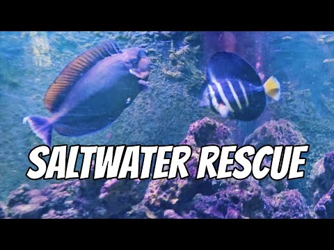Saltwater Rescue 