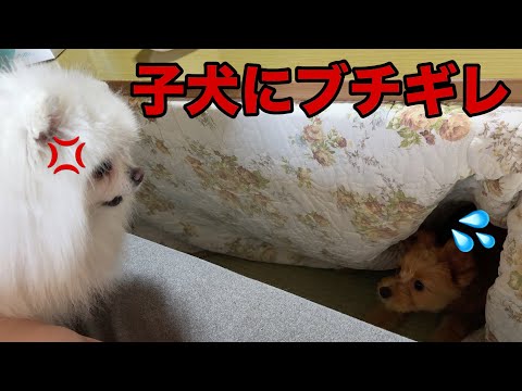子犬に襲いかかる大人気ないポメラニアンのメル