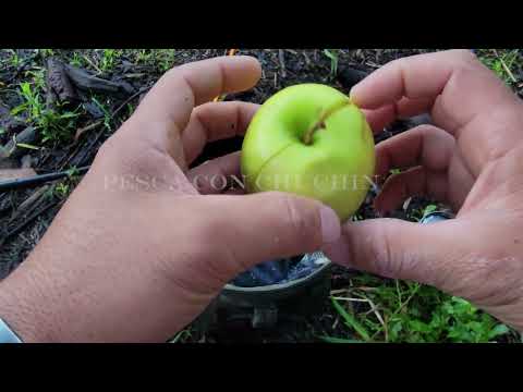 PESCANDO CARPA CON MANZANA