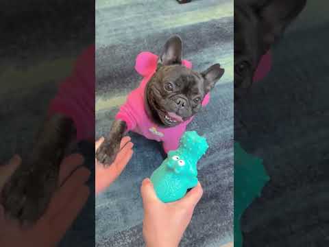 Frenchie reviews hippo chew toy