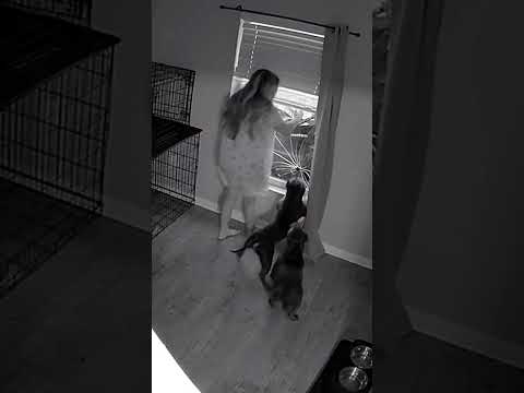 Dog sabotage #funnyvideos #pets #dog #dogs #funnydog #funnytiktok #foryou
