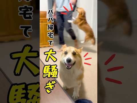 コーギーたちのお出迎えが騒がしすぎます #corgi #dog