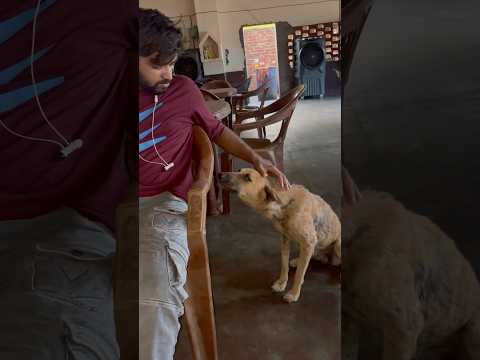 बेजुबानों को भी भूख लगती है भाई 😢🙏 #emostional #sad_status #trending #shorts #helping #ytshort